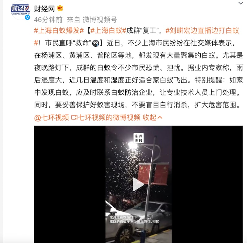 大陆媒体财经网微博发文称，上海白蚁成群复工。(截图自微博)